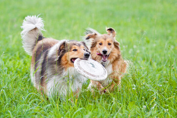 two dogs, a collie and mongrel dog running through grass playing with a frisbee