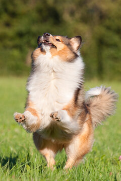 rough collie dog jumping high in grass 