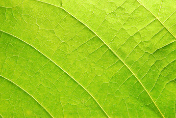 Fototapeta na wymiar A macro surface of fresh green leaf pattern
