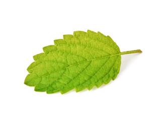 A leaf of Lemon Balm plant close up isolated on white, Melissa Officinalis leaf