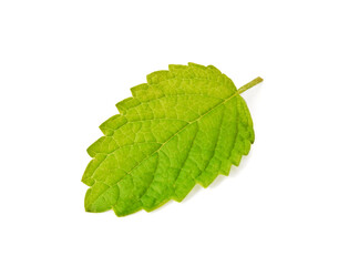 A leaf of Lemon Balm plant close up isolated on white, Melissa Officinalis leaf