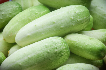 freshness cucumber organic vegetable. healthy eating concept
