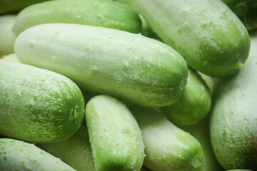 freshness cucumber organic vegetable. healthy eating concept