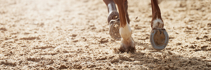 Close-up view of the horse's hoofs during show jumping event, horse running in sand - obrazy, fototapety, plakaty