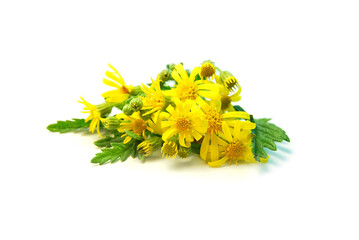 Ragwort , yellow Jacobaea vulgaris or Senecio jacobaea plant isolated on white