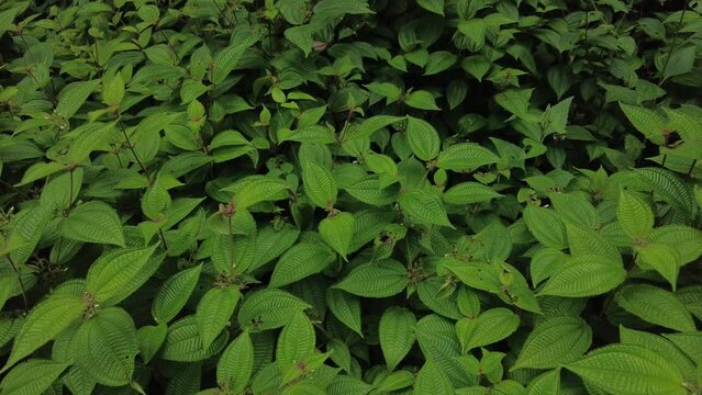 Miconia crenata (Clidemia hirta) soapbush or Koster's curse plant
