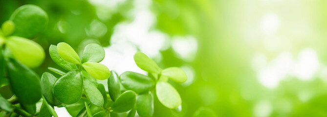 Fototapeta na wymiar Nature of green leaf. environment ecology greenery wallpaper