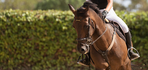 Kid ride horse. Horseback riding lesson for young jockey in equestrian school or club.Healthy...