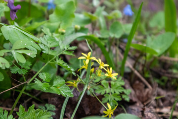 Yellow small wild spring flowers bloom. Nature greenery close-up in wild forest