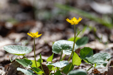 Yellow Lesser celandine flowers close-up in spring forest. Selective focus, blurred background with vibrant greenery foliage