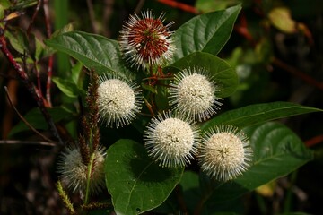 Céphalanthe occidental au Québec.