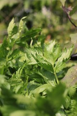 green leaves in the forest
