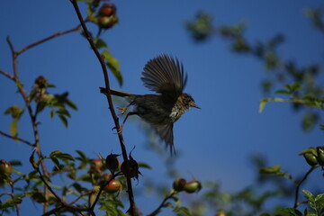 chiffchaff (Phylloscopus collybita) during its annual moult. This bird is taking flight from the branch of a wild rose
