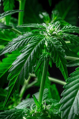 Blooming cannabis plant with vibrant green leaves and white flowers. Growing marijuana for medicinal purposes. Lush foliage