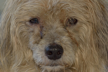 Long brown hair native dog with tear stains on face.