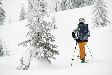 rear view of man in helmet and with backpack walking on ski along winter coniferous forest.
