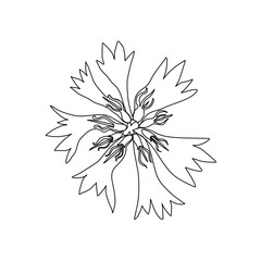 Decorative Cornflower, knapweed vector hand drawn ink illustration isolated on white, line art flower, doodle sketch, Centaurea botanical herb for design herbal tea, organic cosmetic, natural medicine