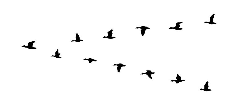 Flying duck silhouette. Vector illustration