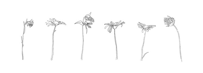 Hand drawn flower collection. Set of outline stem chamomile and clover flowers. Black isolated plants sketch vector on white background. Herb wildflower decorative print elements © Ekaterina