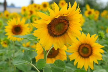 field of organic yellow sunflowers