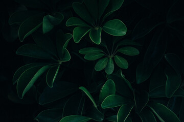 green leaves background