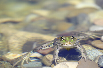 Kleiner Wasserfrosch schaut mit wunderschönen großen Augen aus seinem Teich heraus