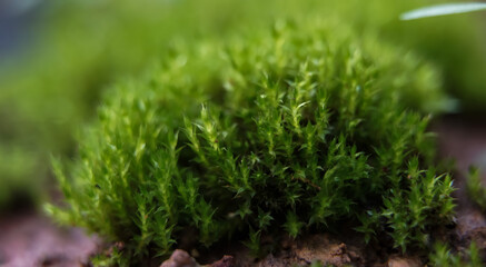 Beautiful bright mossy green growing covering the rough rocks and on the ground in the forest is shown with a macro view of rocks filled with moss textures in nature for wallpaper.