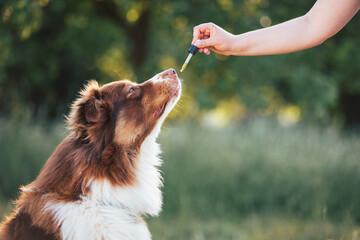 Hand giving dog CBD oil by licking a dropper pipette, Oral administration of hemp oil for pet...