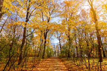 Autumn foliage in Catherine park, Pushkin (Tsarskoe Selo), Saint Petersburg, Russia
