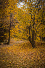 Naklejka premium golden autumn landscape, yellow leaves in a forest or park, beautiful fall background, outdoor shot