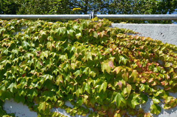 Weinlaub im Park rankt an Mauer empor