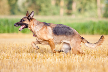 german shepherd running sideways through stubble field with corn field in background