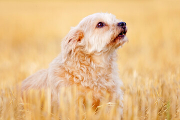 small shaggy dog sitting in stubble field looking up