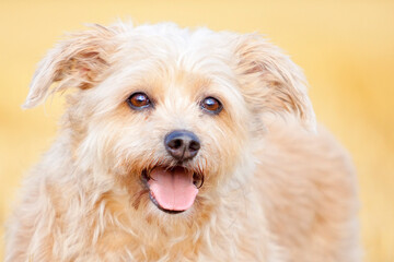 portrait of small shaggy dog with shiny brown eyes in front of beige background