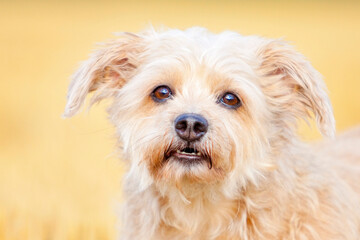 portrait of small dog showing its teeth in front of beige background 