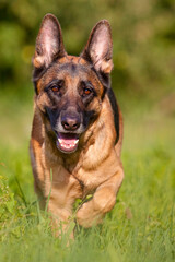 german shepherd running through grass