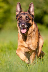 german shepherd running through grass