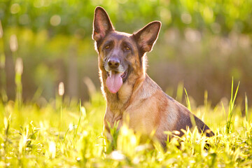 backlit german shepherd portrait in grass with tongue out