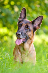 german shepherd portrait with tongue out and in front of green natural background