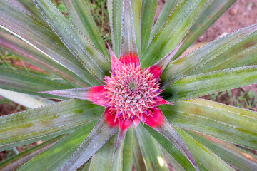 young red pineapple, believed to abort the fetus, gout, rheumatism