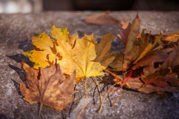 Bouquet of autumn maple leaves. Yellow foliage backgrounds.