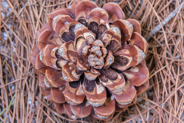 Single pine cone on a bed of needles. image suitable for autumn moods, organic food, vintage style.