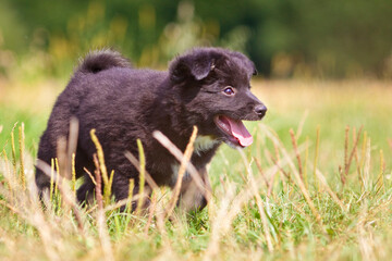 black icelandic sheepdog puppy walking through grass with tongue out
