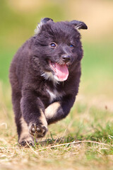 icelandic sheepdog puppy running through grass with tongue out