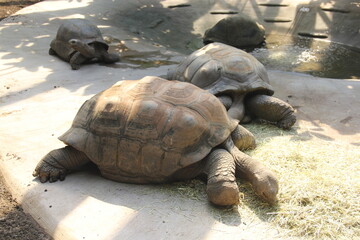 Giant turtle - 525066078