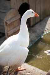 White goose close up on the farm.