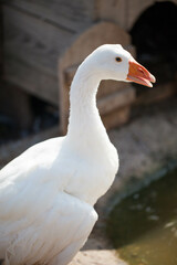 White goose close up on the farm.
