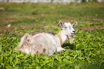 Goat on a farm grazing in a meadow. Village landscape.
