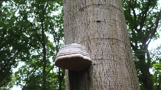 Parasite fungus, fomes fomentarius, on tree bark