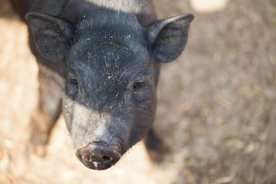 Black pig close up on the farm